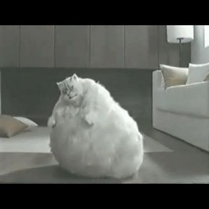 Meet your Posher, Benjamin